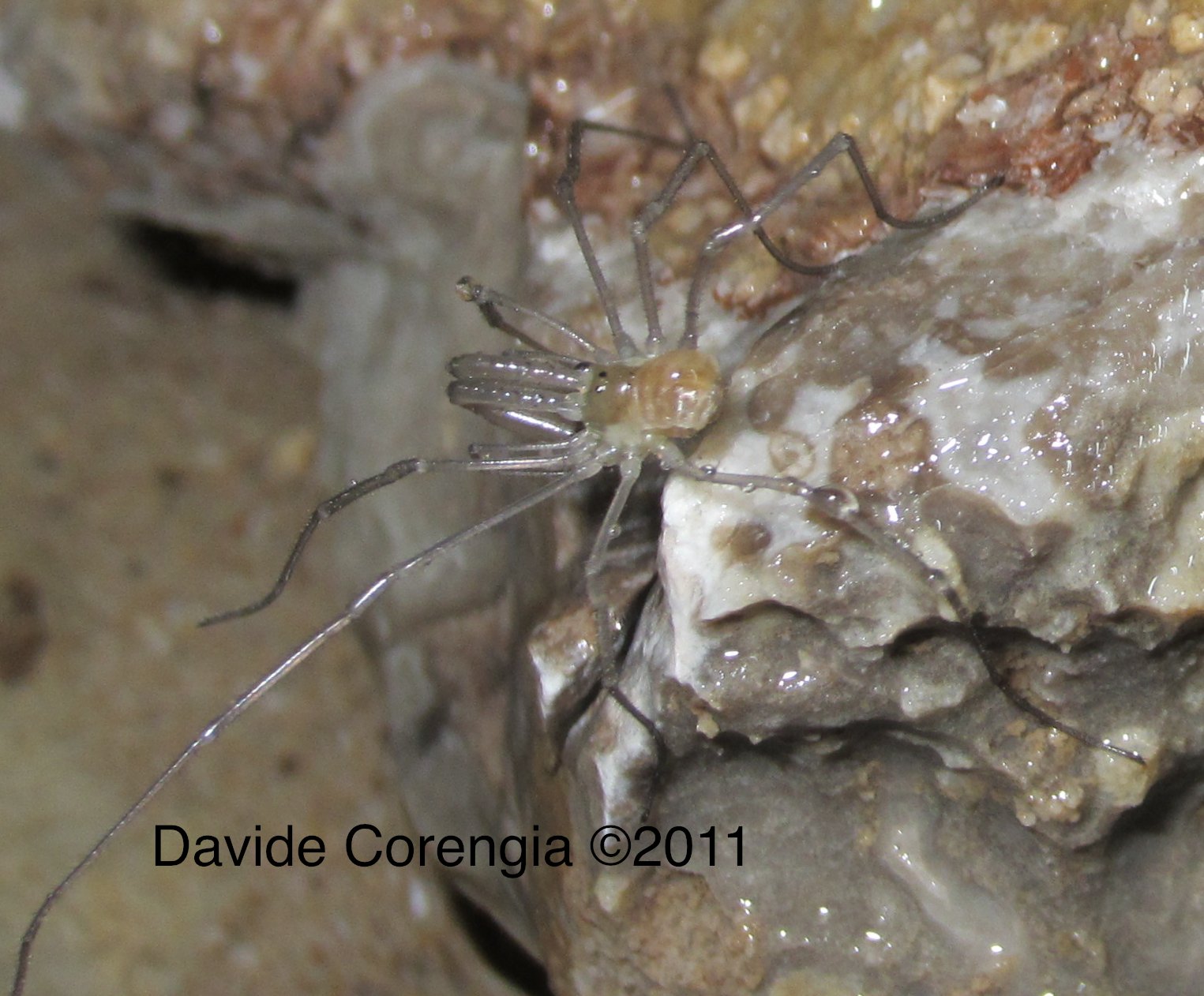 Ischyropsalis dentipalpis - Grotta Bugs Bunny - Grignone LC